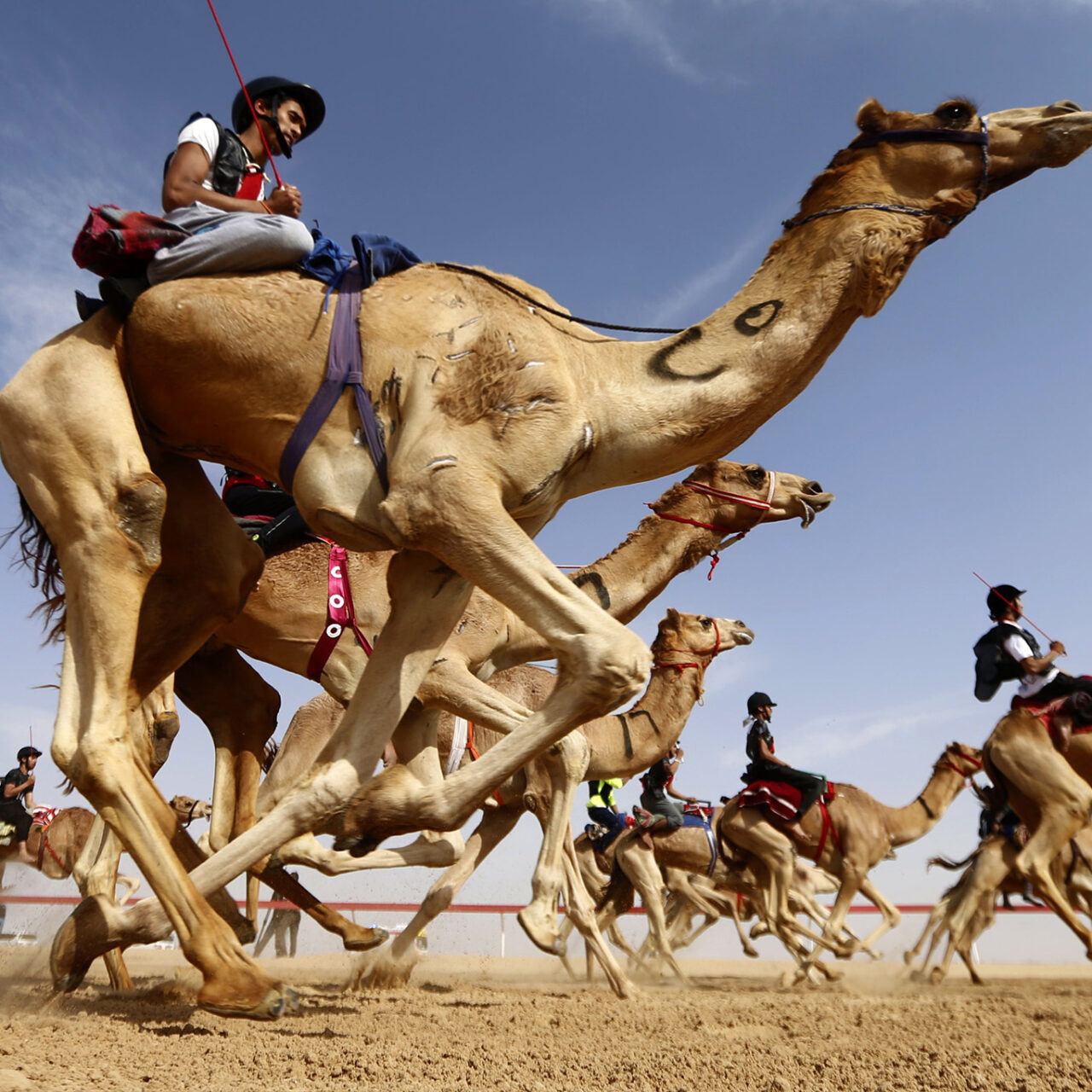 Camel Racing Experience