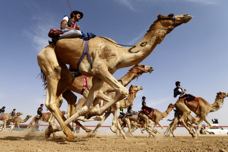 Camel Racing Experience