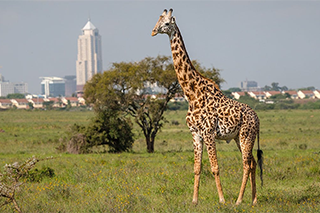 Kenya Visa