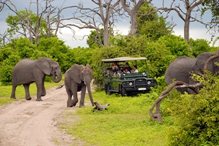 https://targettravelsqatar.com/wp-content/uploads/2025/08/Safari-scene-with-elephants.webp